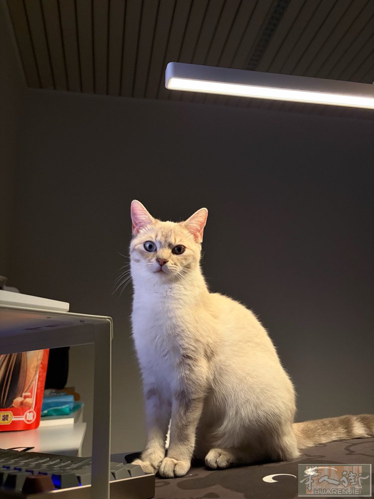8个月猫咪，疫苗已打，感兴趣的联系3444055153