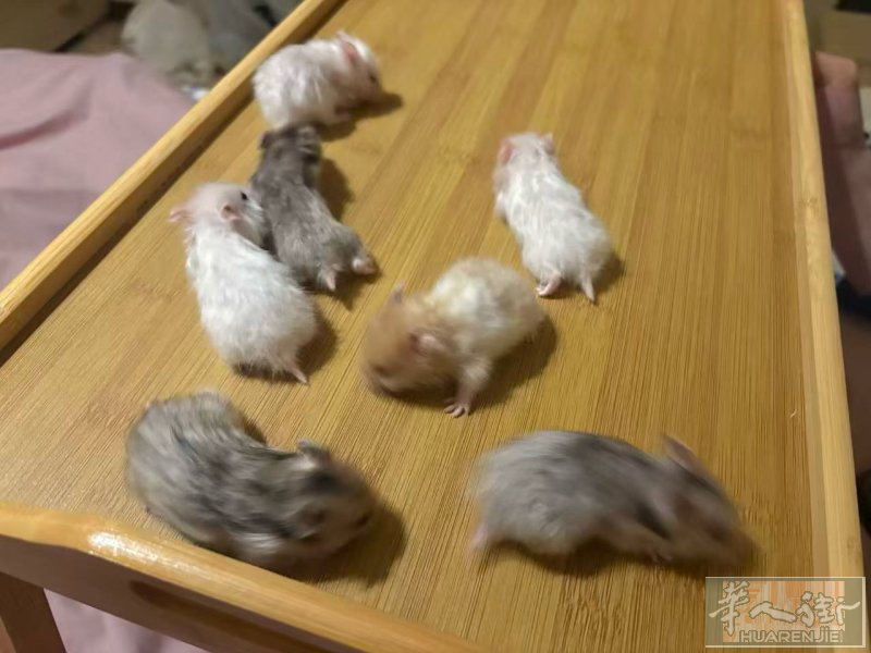 米兰出售六只仓鼠🐹15💶一只+vx J658Y_
