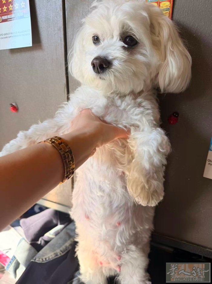 自家狗狗出售几只黑色马尔泰..长大后大概率变色….狗爸泰迪.狗妈马尔济斯… 34