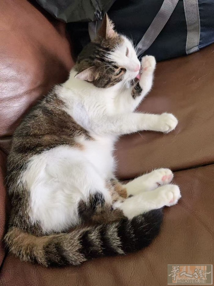 本人有只小花猫想送人,很可爱,健康打过预苗,因为家庭原因送有缘人