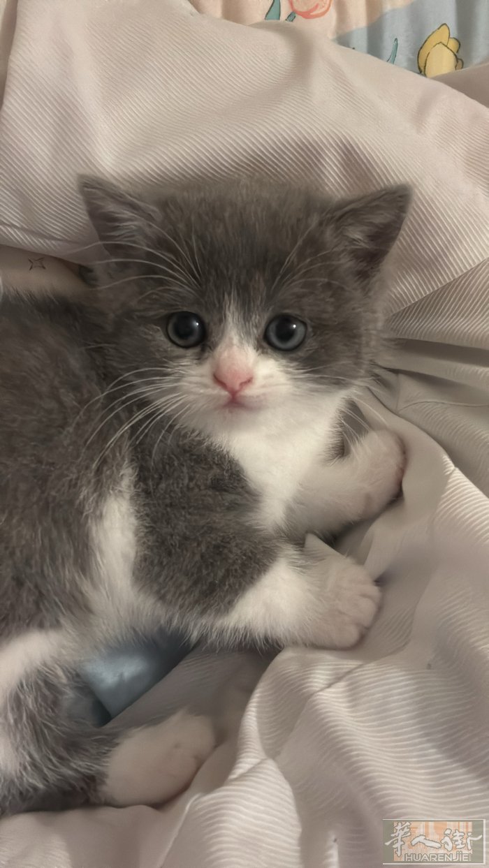 小猫找家   自家猫咪培育的小猫，无杂食，全猫粮喂养，有偿出，联系电话：329
