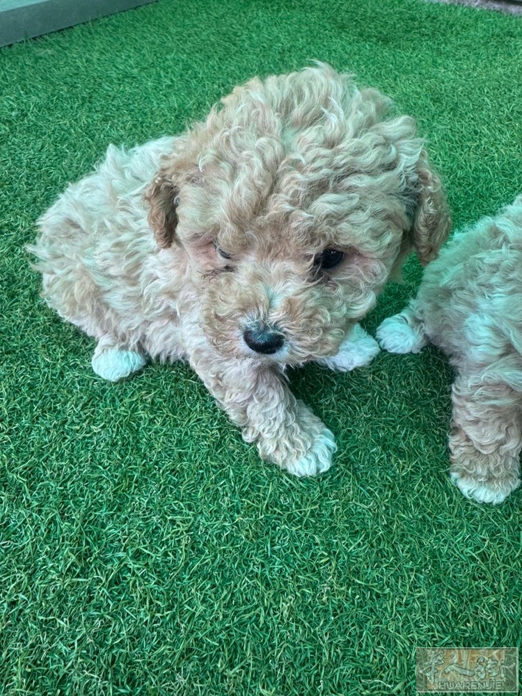 米兰出马尔泰toy，快3个月，包疫苗 芯片。爸爸是泰迪toy 妈妈是韩版马尔济斯