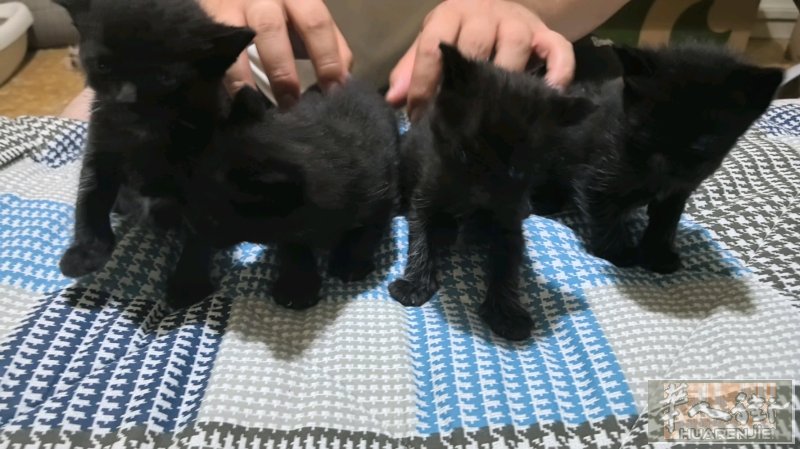 佛罗伦萨出四只小黑猫，有意者可便宜出，等断奶后可以上门领走呀