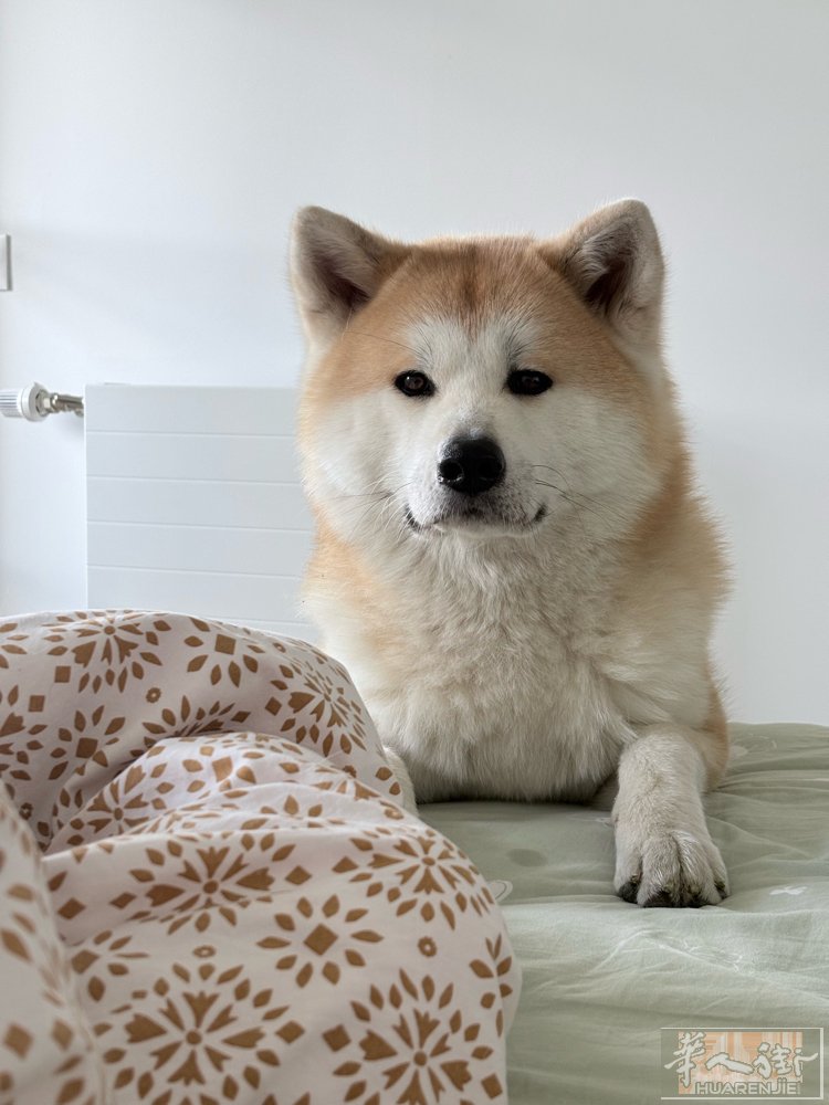 秋田宝宝求寄养