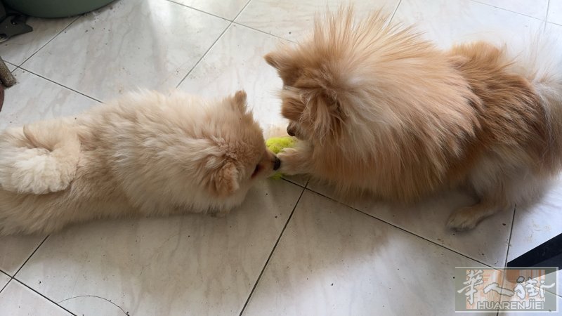 我家可爱博美小奶狗找一个温暖的新家，有谁喜欢的可以预定哦，数量有限，只有4只宝宝