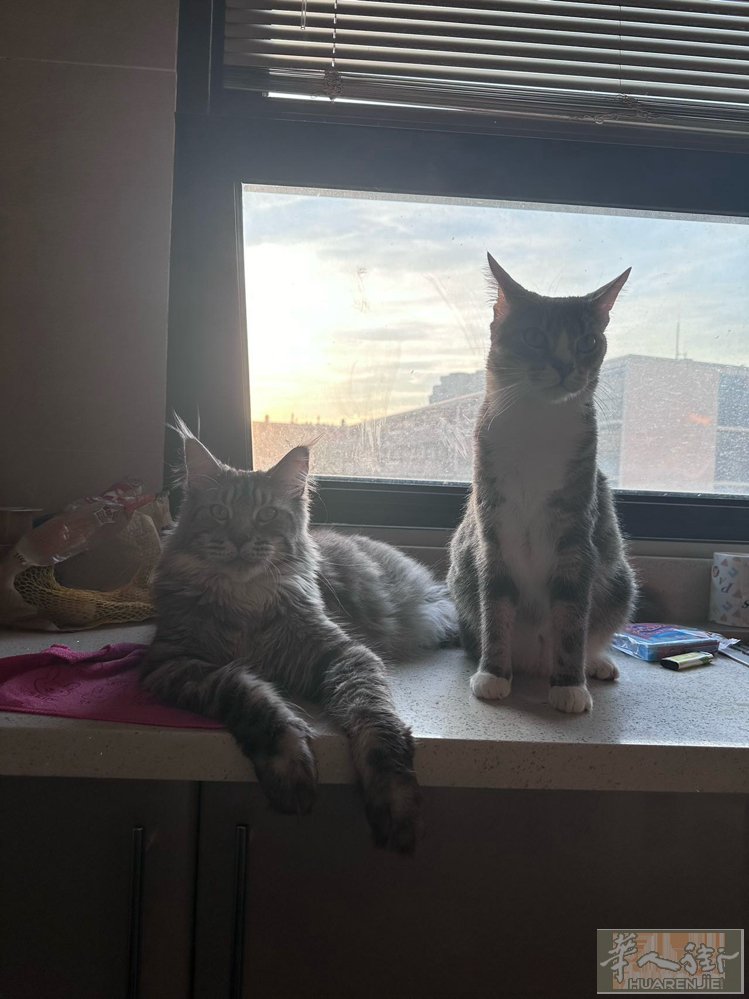 出售两只猫咪 证件齐全