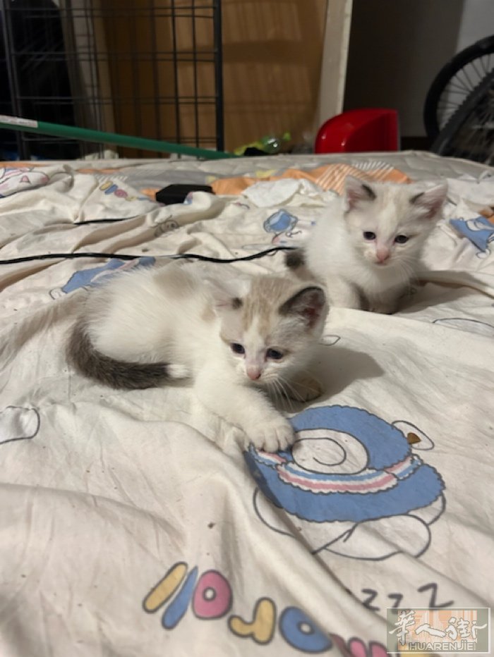 小猫刚出生快2个月，活泼聪明 需要的联系 微信号 393271888888