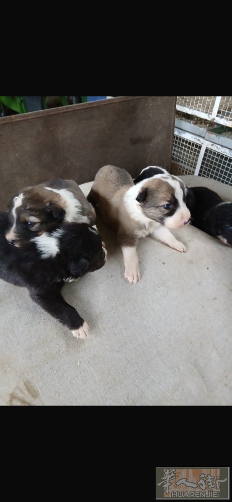 老外家牧羊犬260一只。有需要的联系我