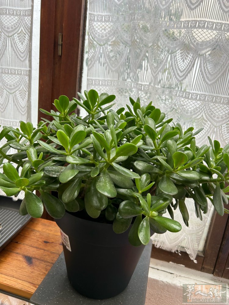 出售一棵吊蘭花15€一棵發财樹30 €很漂亮