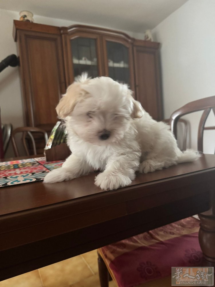 棉花面纱犬  三个月棉花弟弟妹妹找家啦  意大利人精心培育的 没有国内鱼龙混杂的