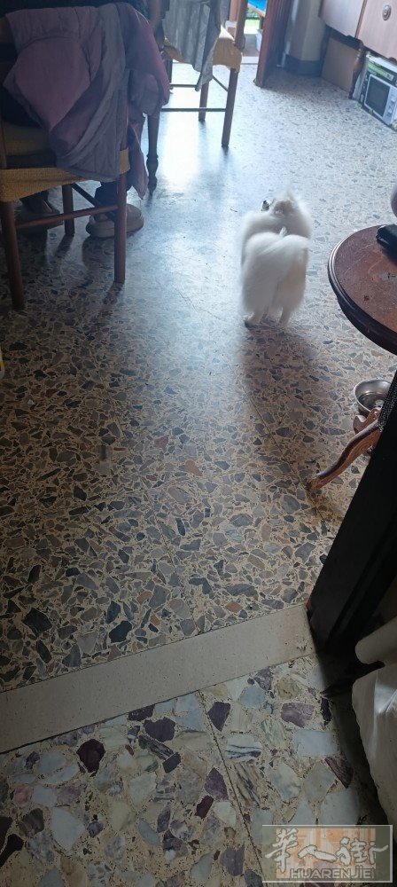 博美犬找男朋友，有偿