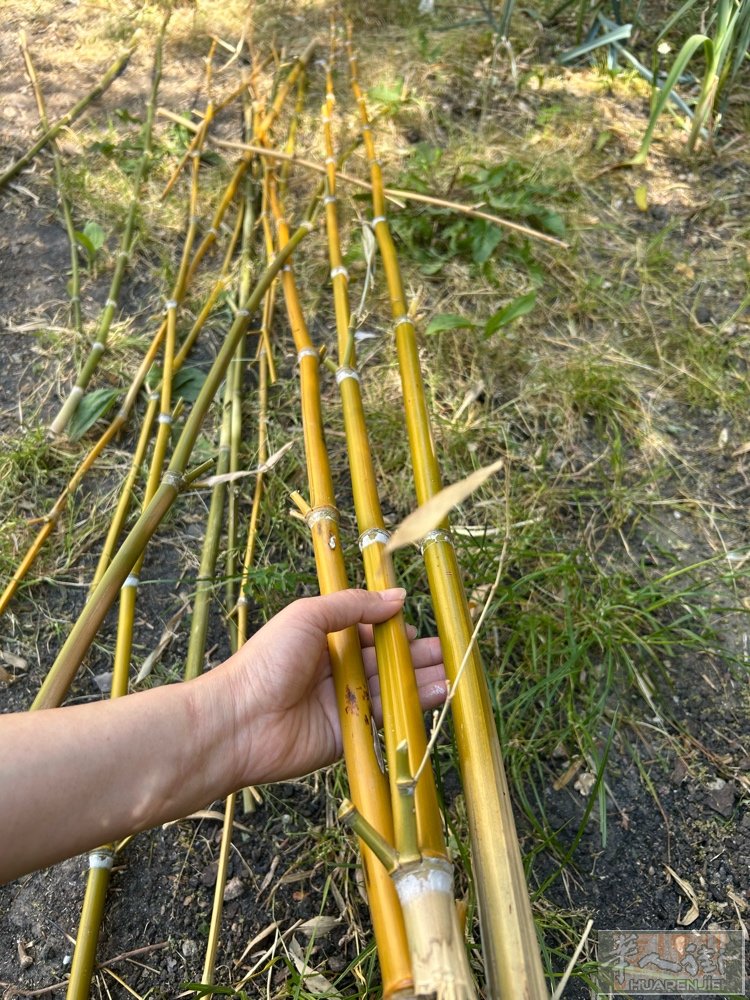 需要这种竹子杆的联系 有好多 便宜