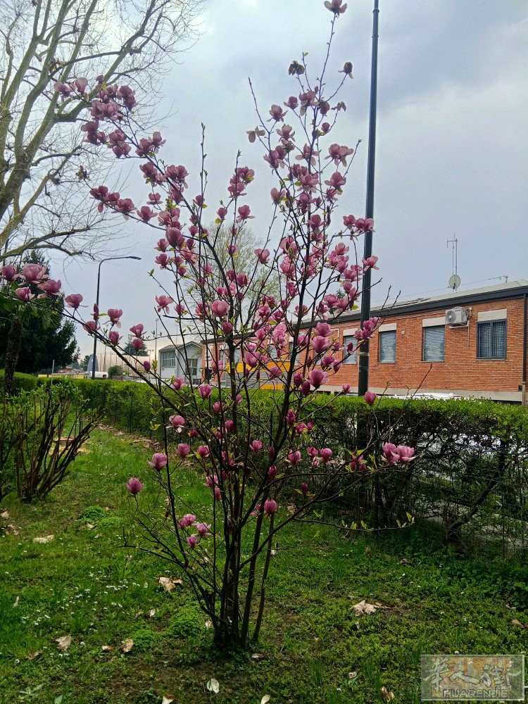 我现在人在米兰，已决定长期留在意大利生活。我是真心想找一位意大利本地女士，以结婚
