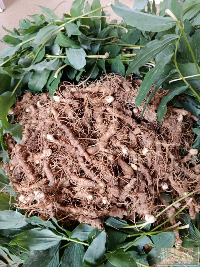 法国野生鲜黄精出售250€/kg