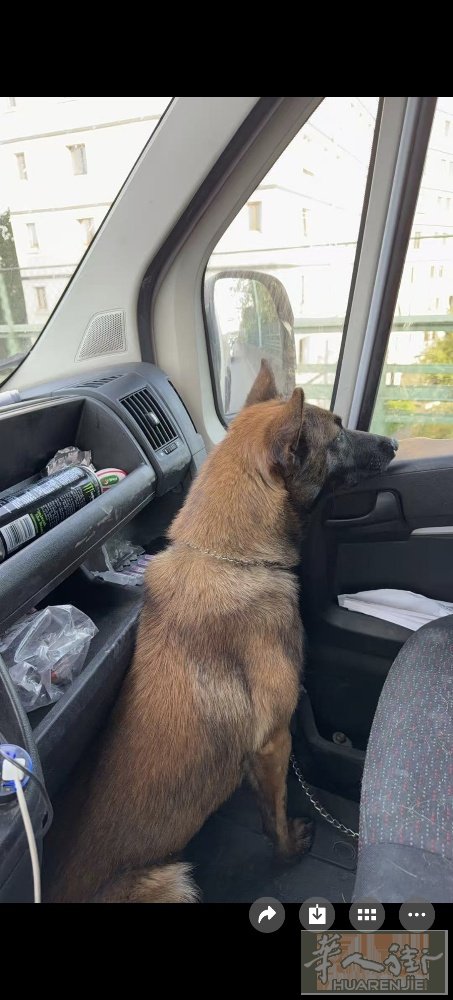 赠送马犬7月6日出生 所有纸张齐全 本人没时间照顾，家人反对 有意者联系黄先生