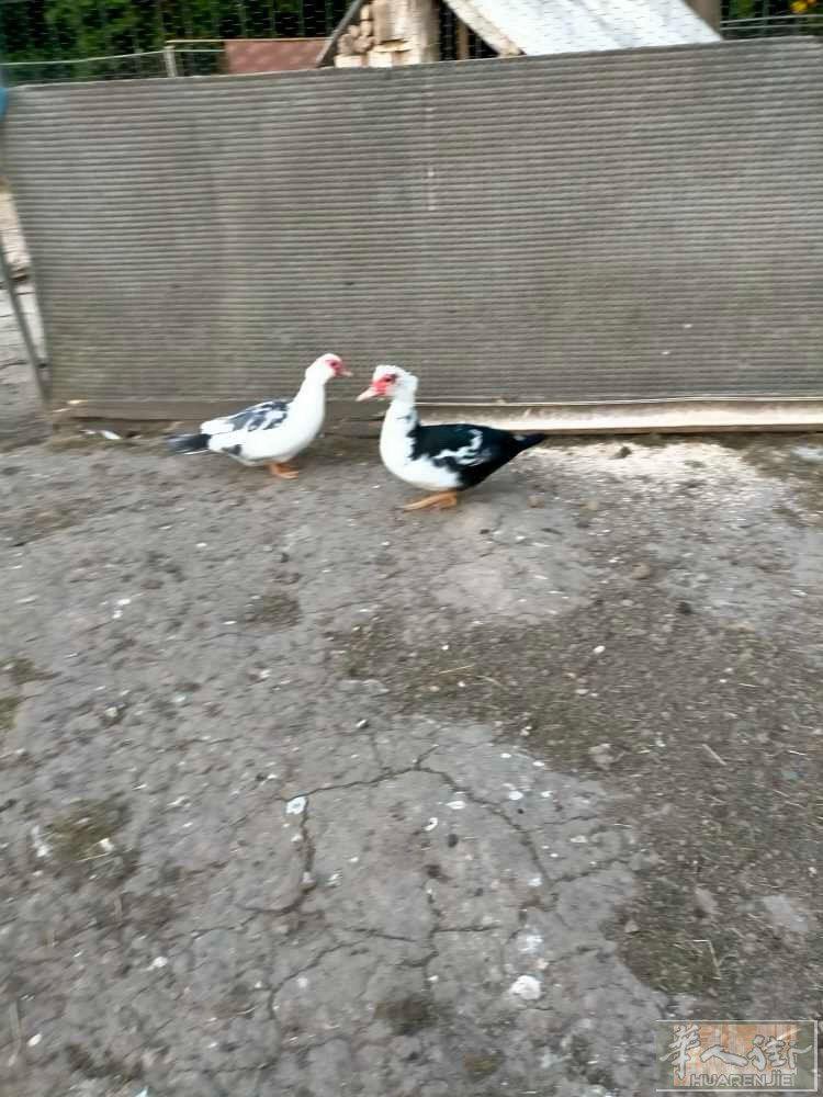 卖活鸭子 活鹅，小猪，山羊，价格来电咨询