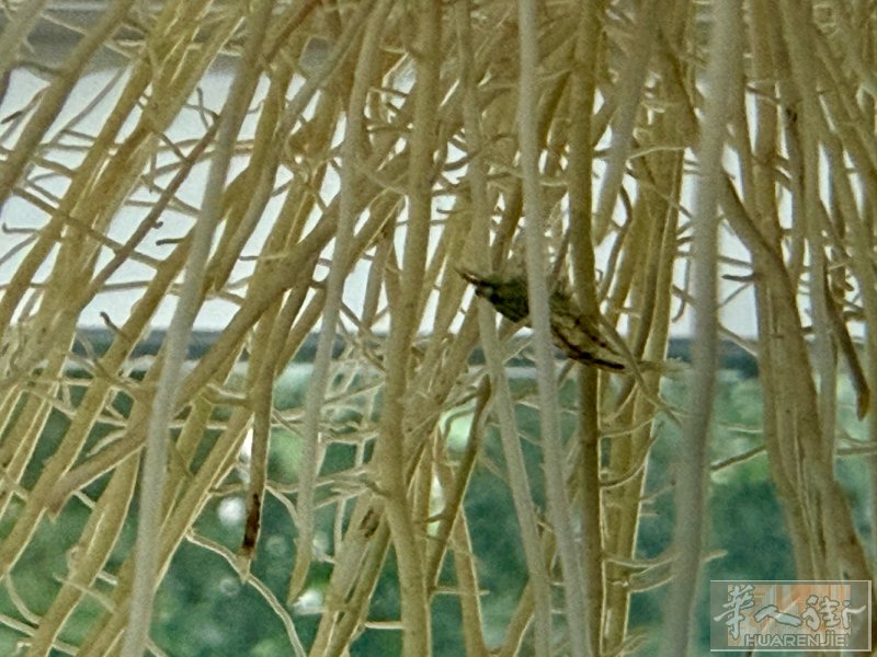 （暂时售完）出米虾两个月龄（浅红，浅蓝，透明，浅褐，浅绿色…），自取