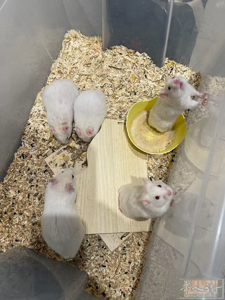 米兰出仓鼠金丝熊崽崽啦✨🐹