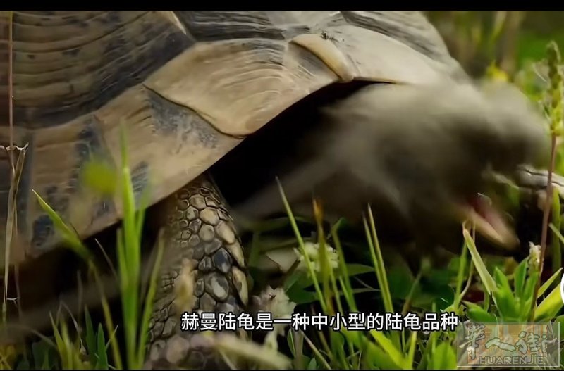 出赫曼幼体一只