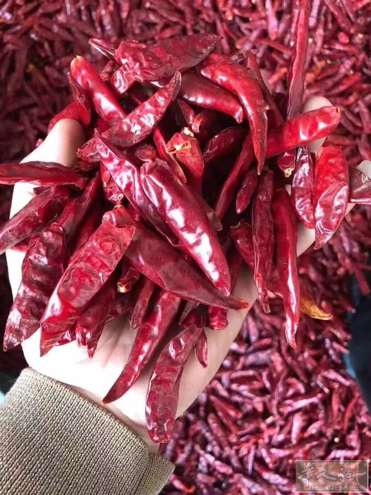 微辣特香干辣椒 已抽真空 清库甩卖