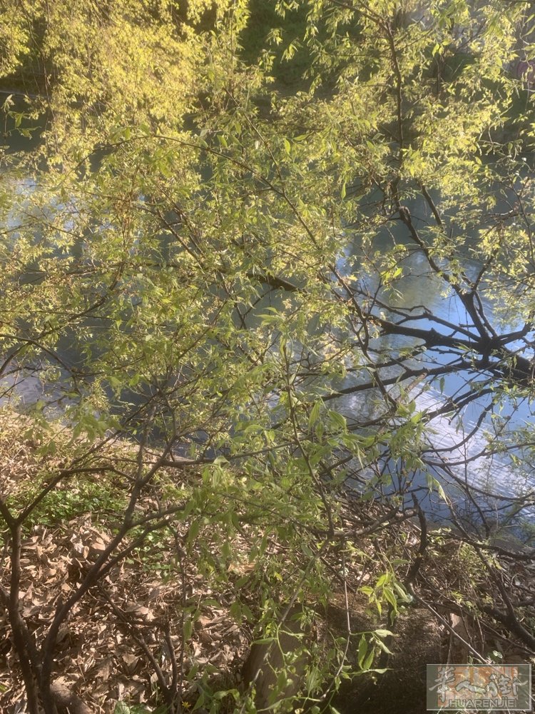 都灵市内找理发学徒，中工，初级理发师。包吃不包住，工作轻松，学习上手机会多，有想