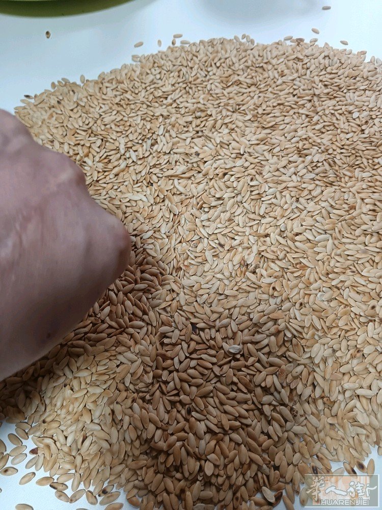 熟黄瓜籽粉，补钙最强的食品，我自己炒熟打的粉！一袋100克，5欧元！