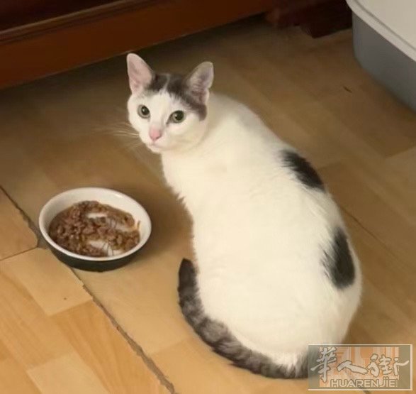 免费领养：3岁母猫(已绝育) 安静 不淘气 有点胆子小 个人原因 不能继续抚养。