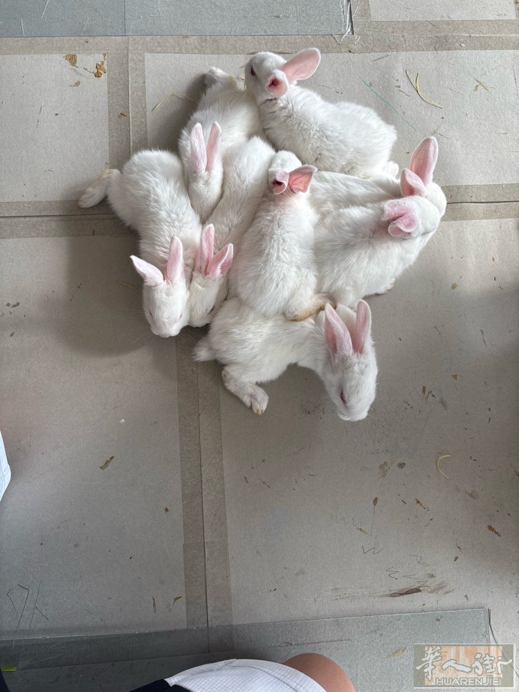 米兰边出售小兔子，4月16出生的