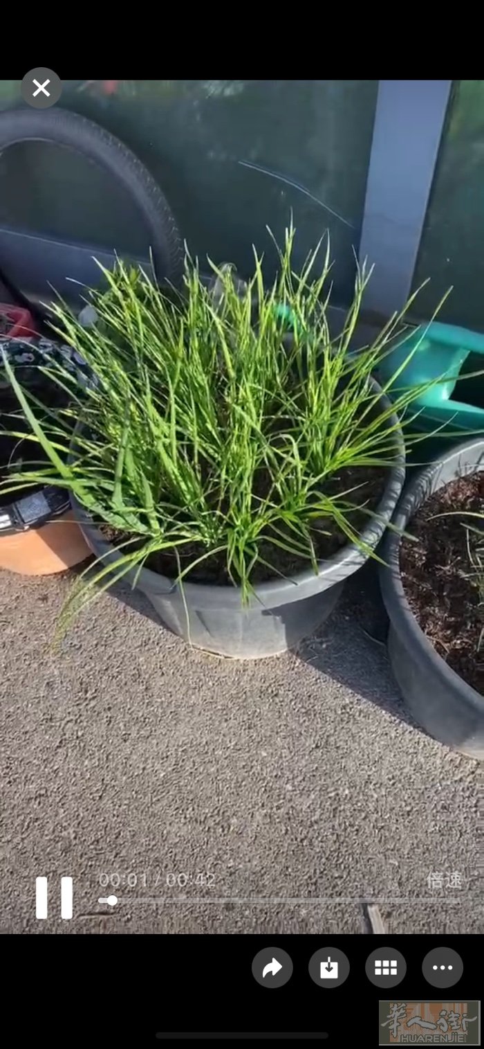 哪个狗生的昨天夜晚偷走我三盆韭菜，我辛辛苦苦照顾了几年，你要吃可以割走，直接搬走