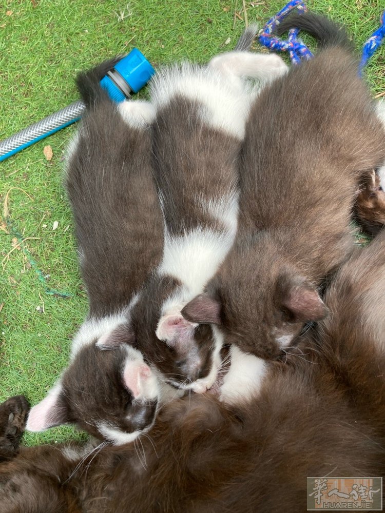 有4只可爱啊猫咪，刚40天大，会吃饼干了，喜欢猫咪的可以来拿，60一只。2只黑白