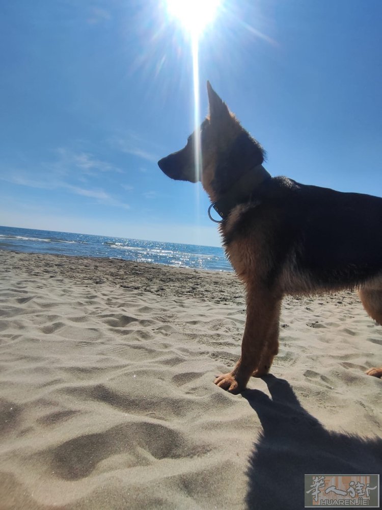 送七个月大的 牧羊犬