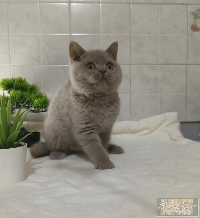 多只幼崽开始预定啦！喜欢的私聊微信a13393899771
