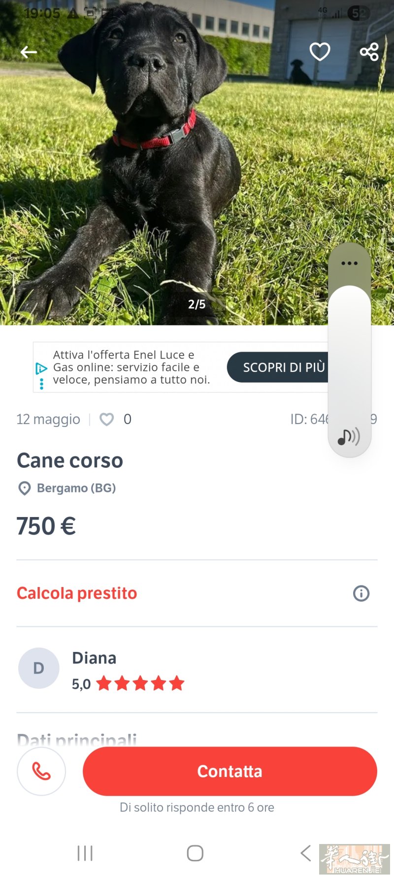 帮老外朋友转发卖中型品种狗。在贝加莫。图片有联系号码