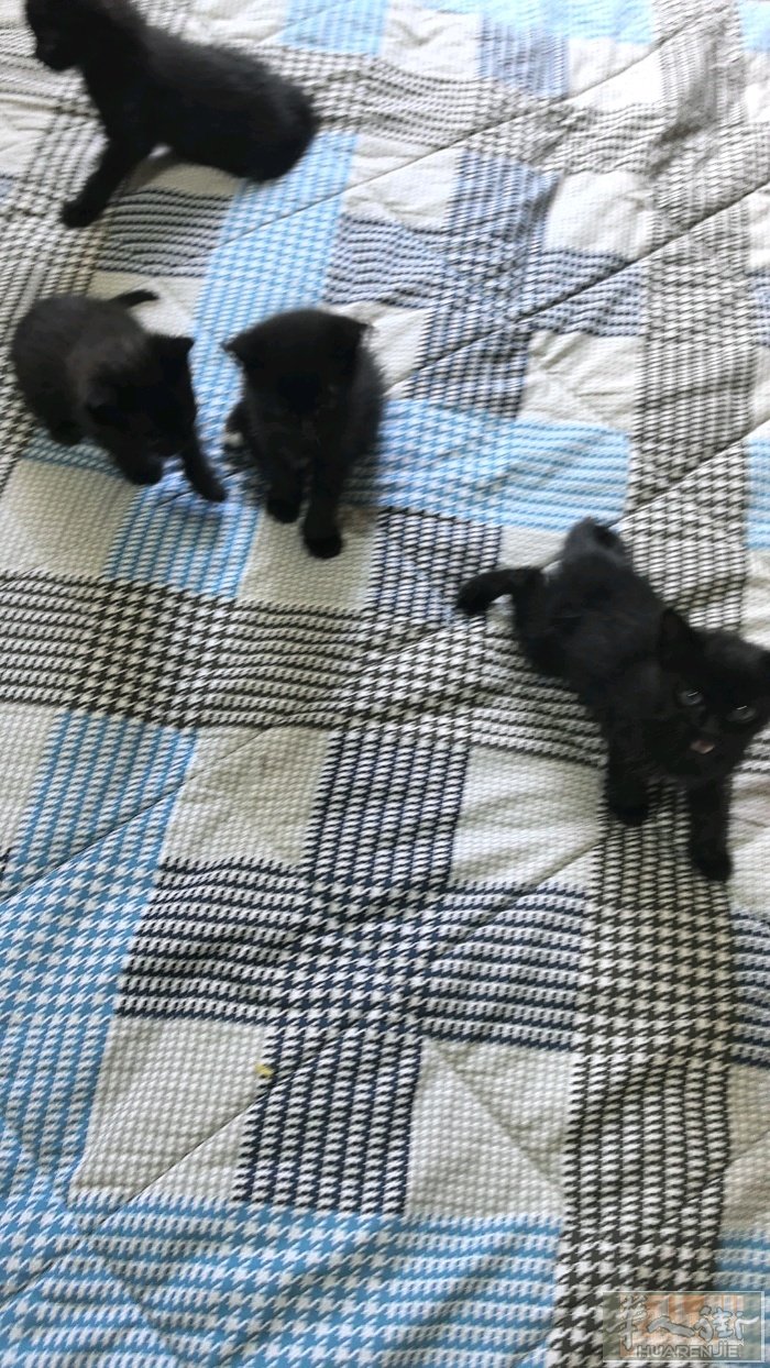 四只小黑猫，有意者可超级便宜出，自己无法养那么多，15-20欧便宜处理，有意者私