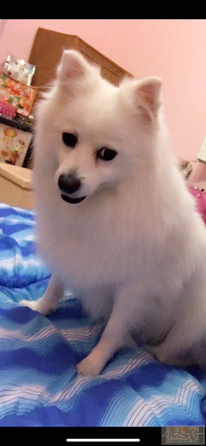希望有好心人收留     免费送人
