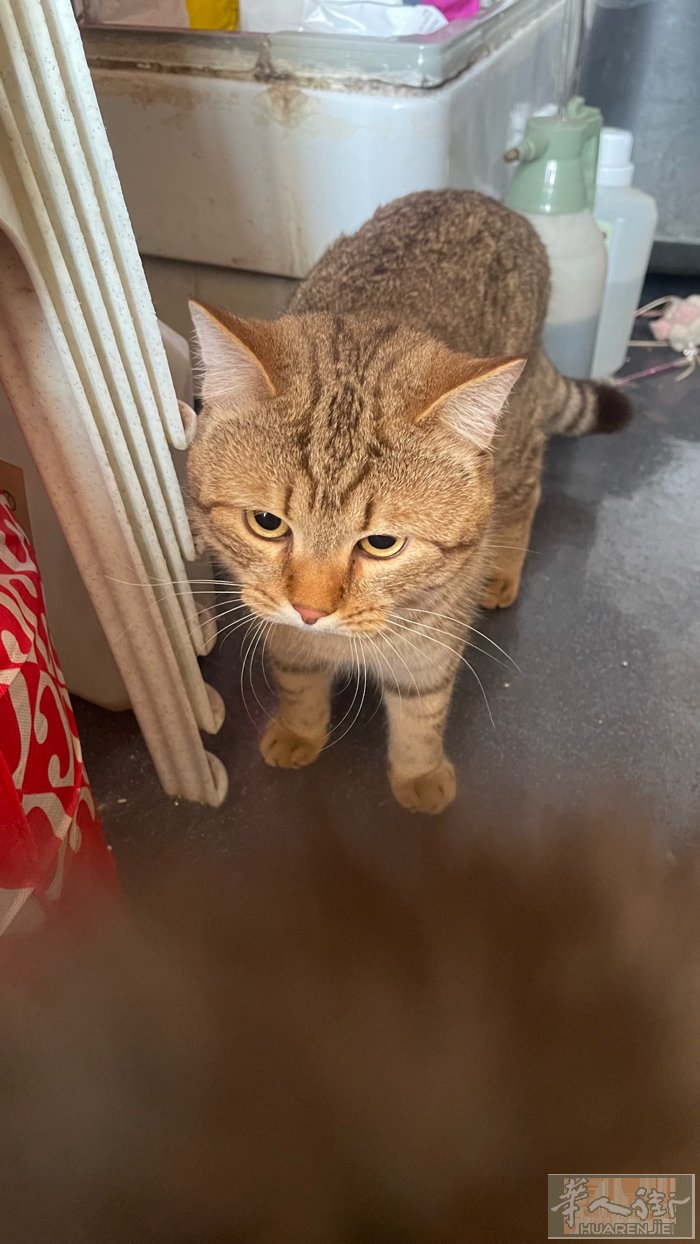 领养小猫一岁两个月，自己家养的，现在大了家里活动空间不大，身体非常健康健康，寻找