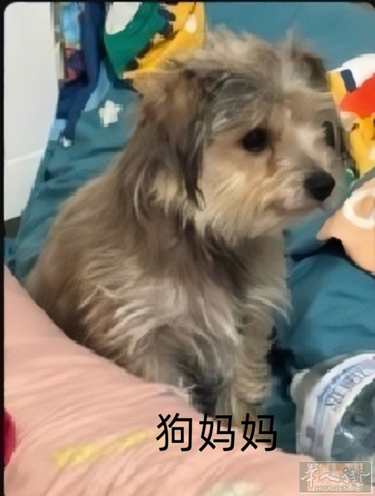 小型犬，狗妈妈是约克夏，狗爸爸是比熊 狗宝是4月15日出生日的，快来桃选你心仪的