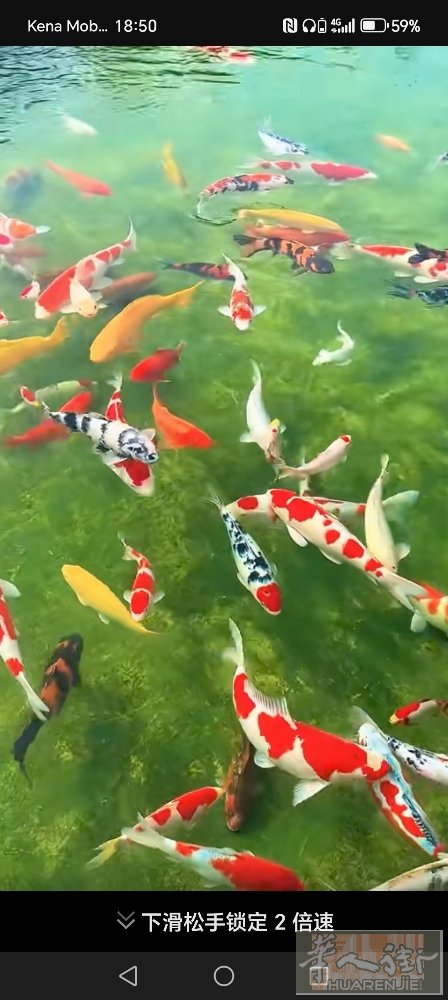 本人有清白居留出，证件照齐全老板开工厂用，公司多可以。中介不要打扰谢谢。直接