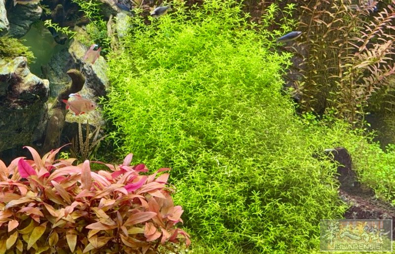 出一套水草暴藻带增色灯，可自己调节植物容易吸收的光线波段，模拟太阳光，带遥控器，