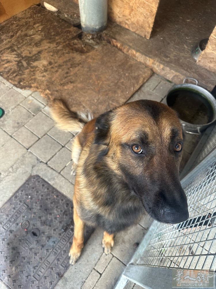 马犬，两年，证件齐全，有喜欢的吗？