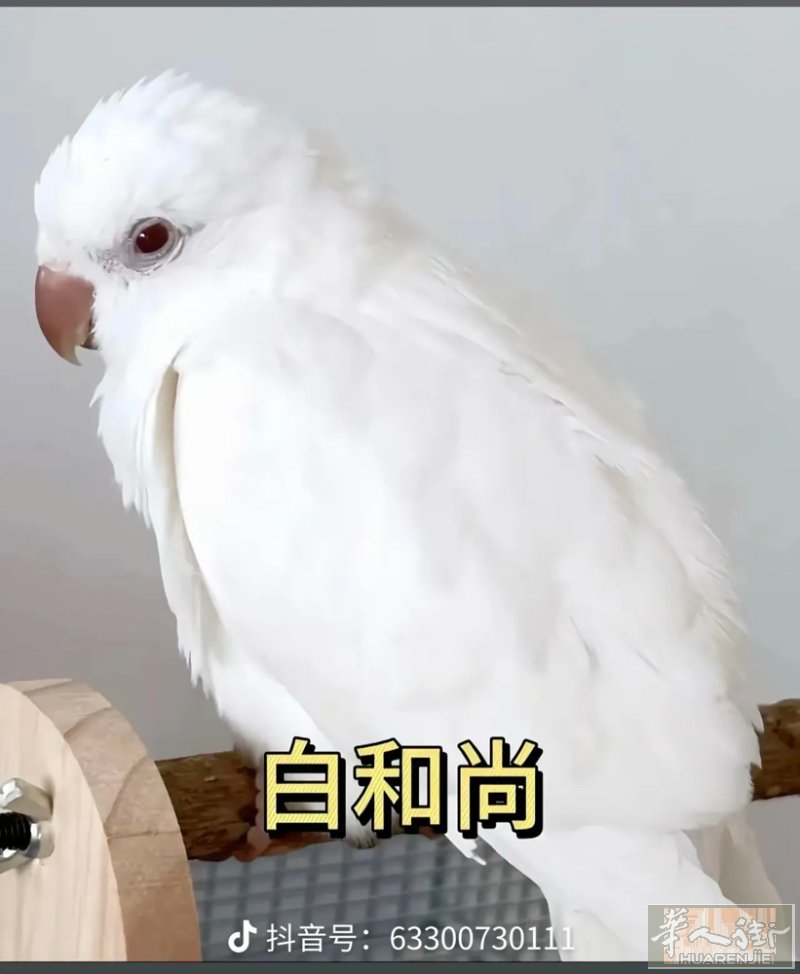 Genova出售和尚鹦鹉幼仔 证件齐全