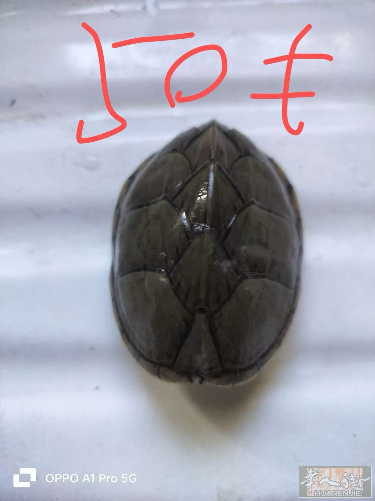 出售各种品种的乌龟图片有价格。需要了解更多的可以私信联系Cc125619sj