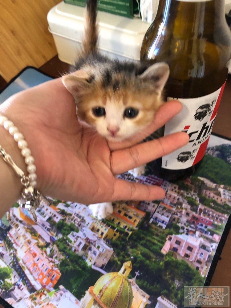 橘猫和梨花串串，喜欢私聊➕微信