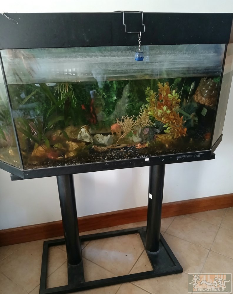 鱼缸200L 里面有真水草和假水草 过滤器。灯 装饰  价格100欧