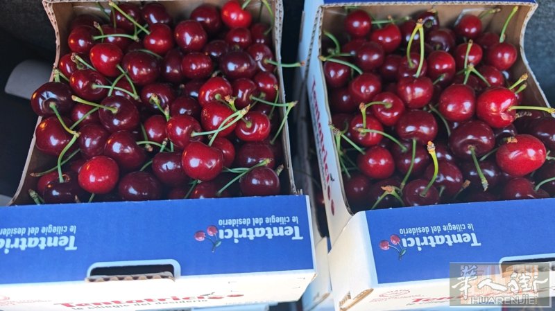 prato 明天现摘樱桃🍒 需要的  +393423123995 送货上门哦