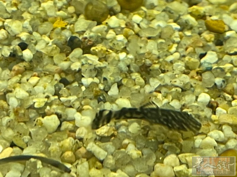 出售自家鱼缸繁殖的小精灵异型鱼（Ancistrus），体长约1-2厘米，健康状态