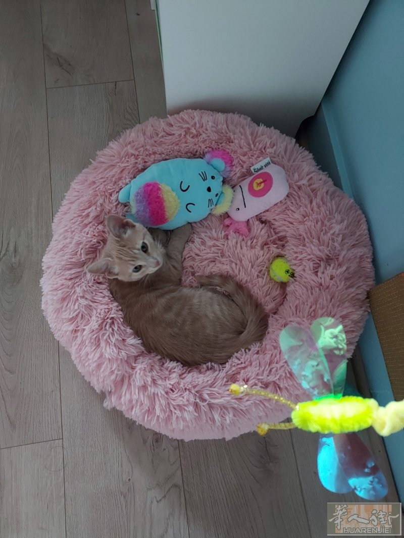 免费转让小猫