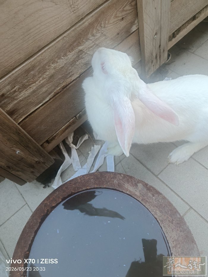 转让大白兔