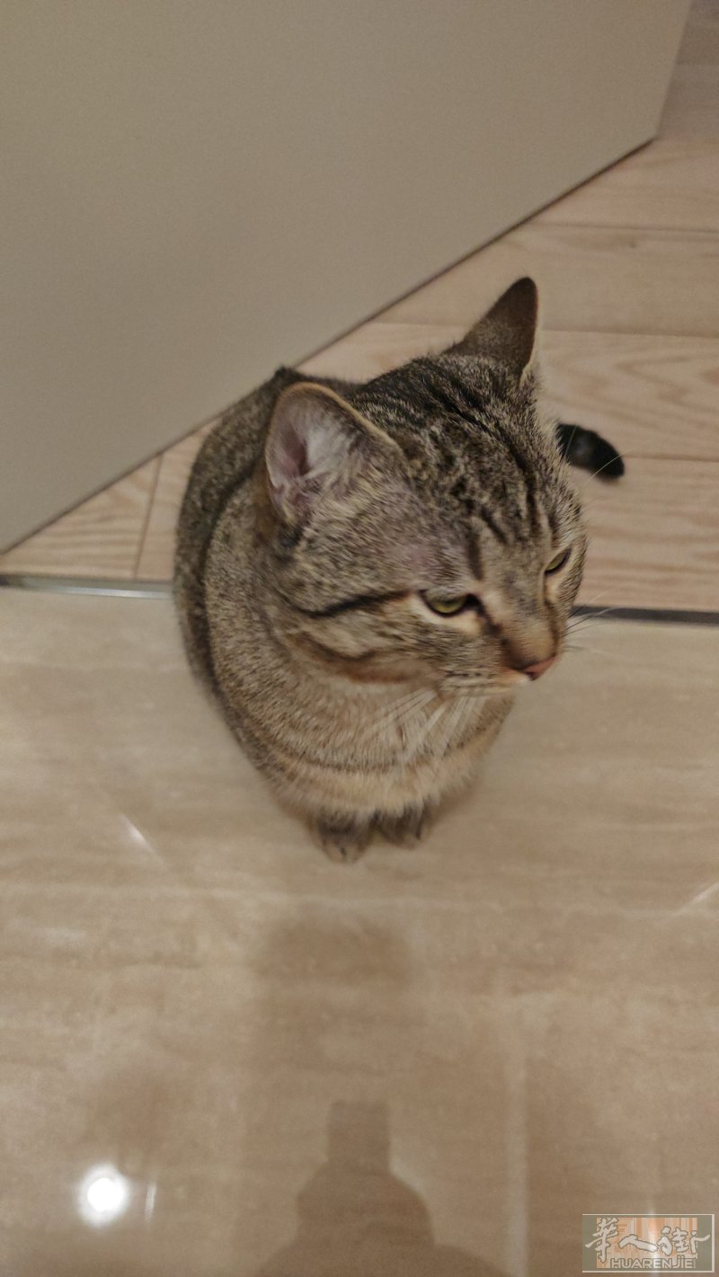 小猫免费送
