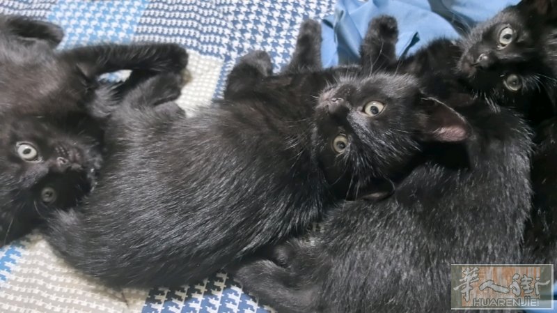 佛罗伦萨便宜出两只两个月大小黑猫领养，有意者私，诚心要可免费，自己真的养不起了